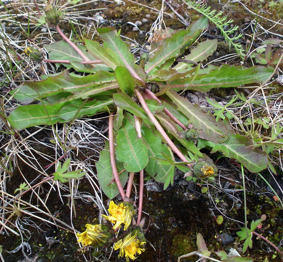 Изображение особи род Taraxacum.