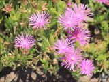 Delosperma cooperi
