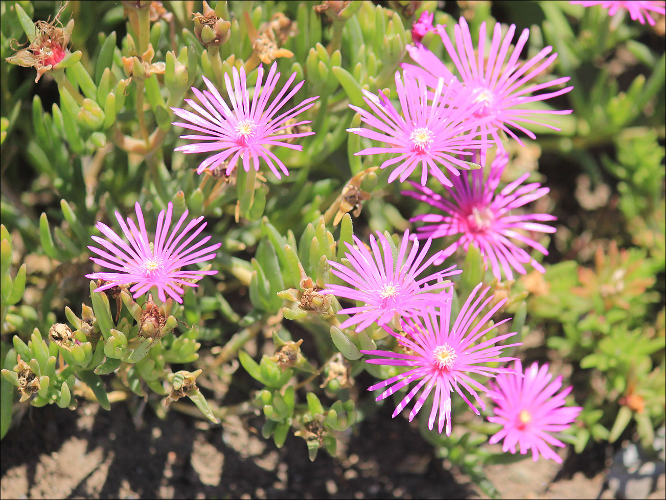 Изображение особи Delosperma cooperi.