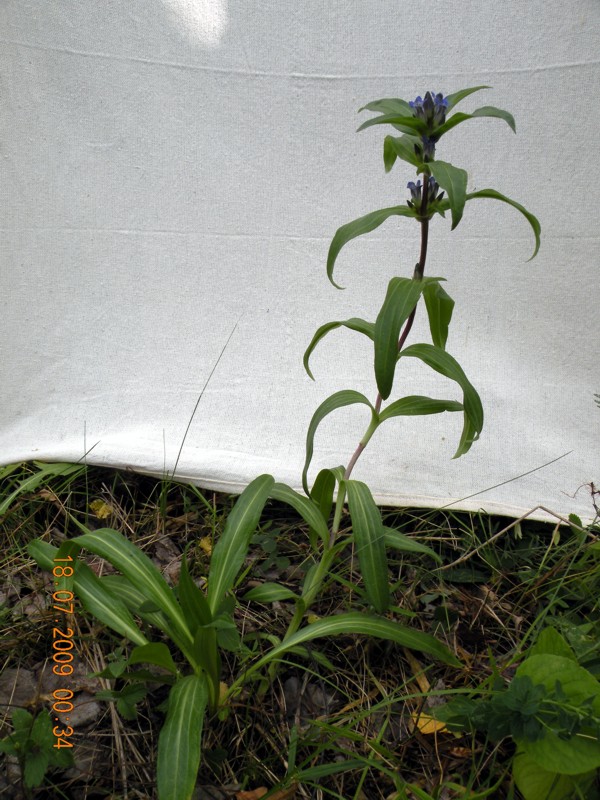 Image of Gentiana cruciata specimen.