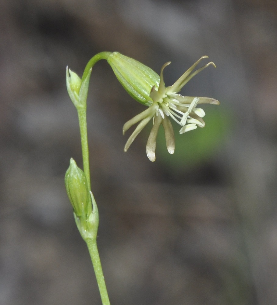 Изображение особи Silene oligantha.