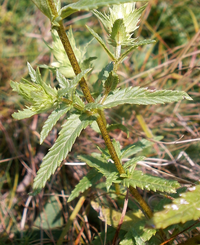 Изображение особи род Rhinanthus.