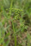 Heracleum sibiricum. Верхушка растения с раскрывающимися соцветиями. Ростовская обл., Мясниковский р-н, окр. хут. Мартыново. 21.06.2014.