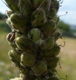 Verbascum thapsus