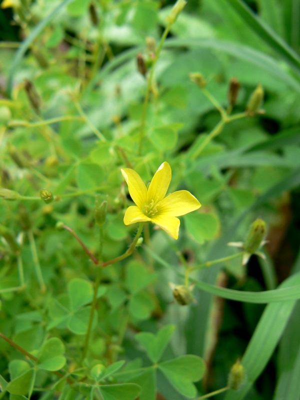 Изображение особи Oxalis stricta.