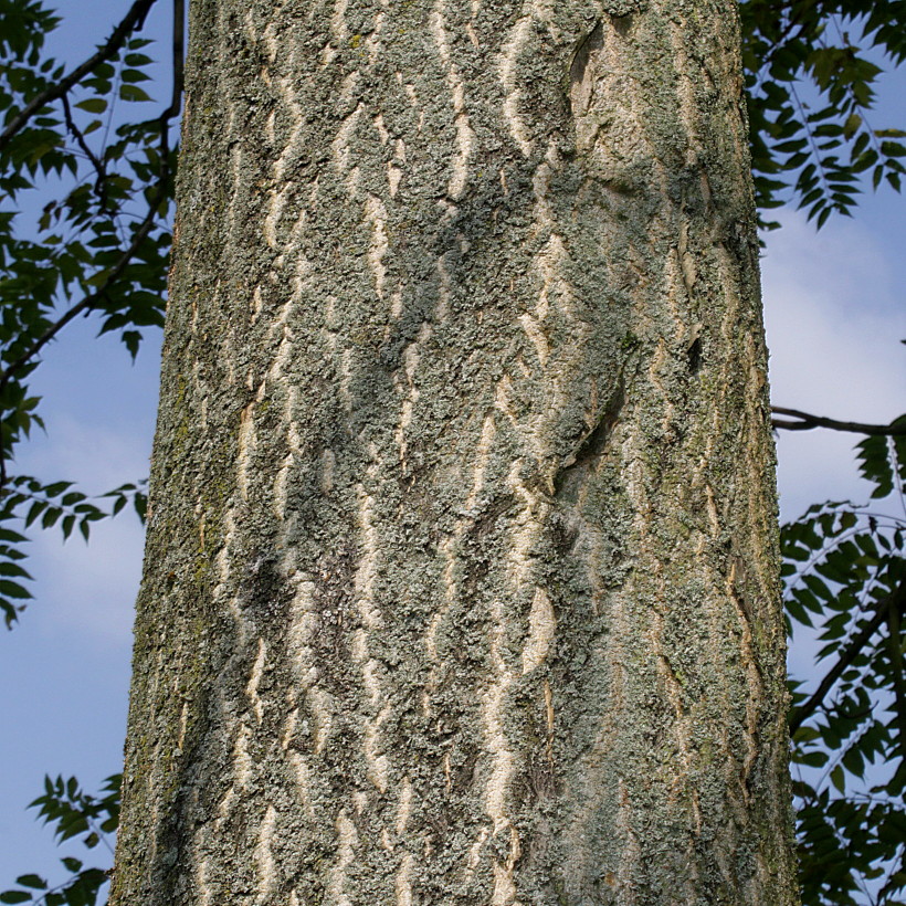Изображение особи Ailanthus altissima.