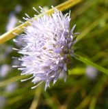 Jasione montana