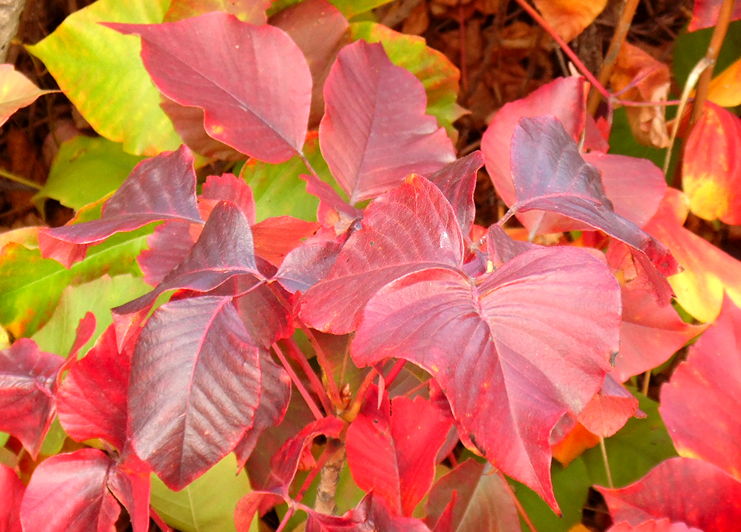 Image of genus Toxicodendron specimen.