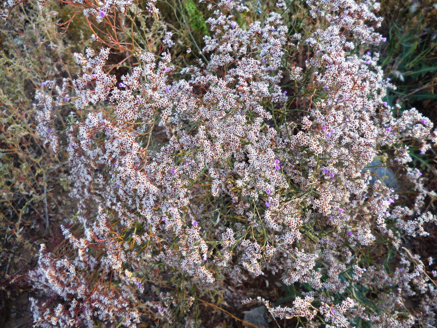 Изображение особи Limonium bungei.