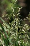 Hierochloe repens. Соцветия. Московская обл., Раменский р-н, окр. ж.-д. платформы Хрипань, просека под ЛЭП. 09.05.2014.