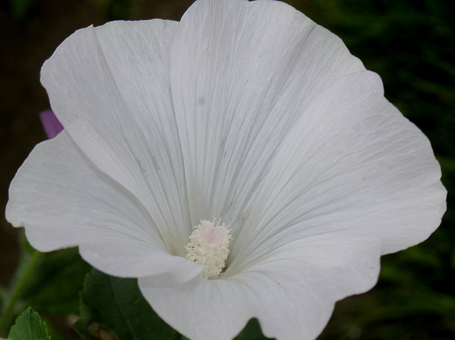 Изображение особи Malva trimestris.