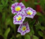 Convolvulus tricolor. Цветки. Московская обл., Раменский р-н, окр. дер. Хрипань, садовый участок. 24.07.2014.