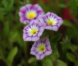 Convolvulus tricolor