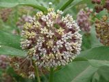 Asclepias syriaca