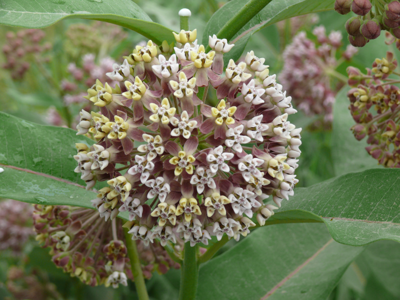 Image of Asclepias syriaca specimen.