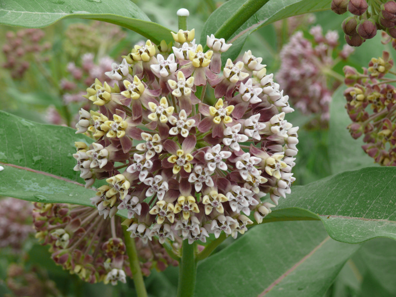 Изображение особи Asclepias syriaca.