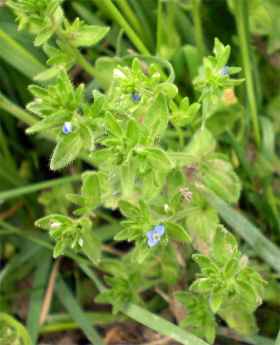 Image of Veronica arvensis specimen.