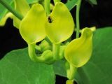 Aristolochia clematitis