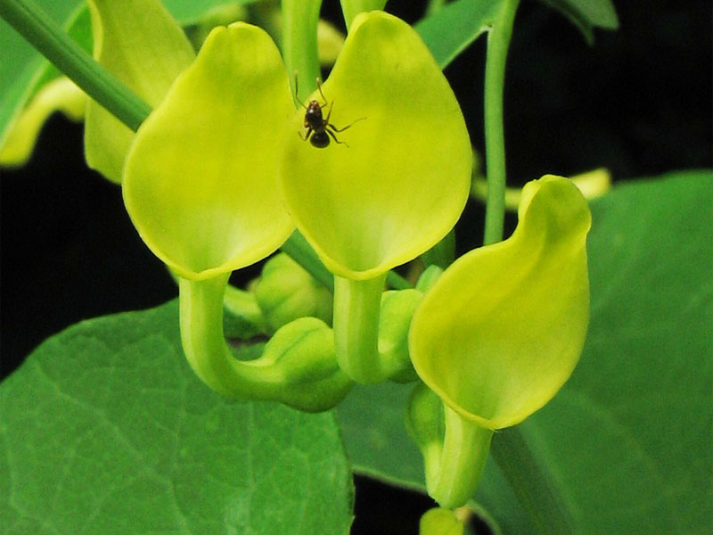 Изображение особи Aristolochia clematitis.