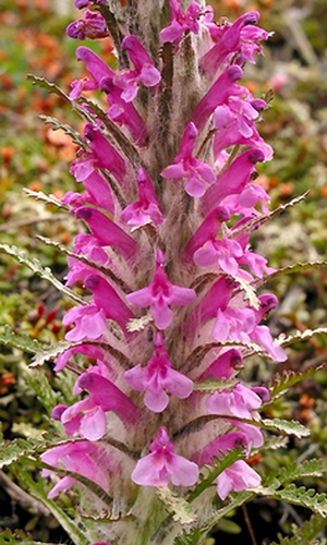 Изображение особи Pedicularis pallasii.