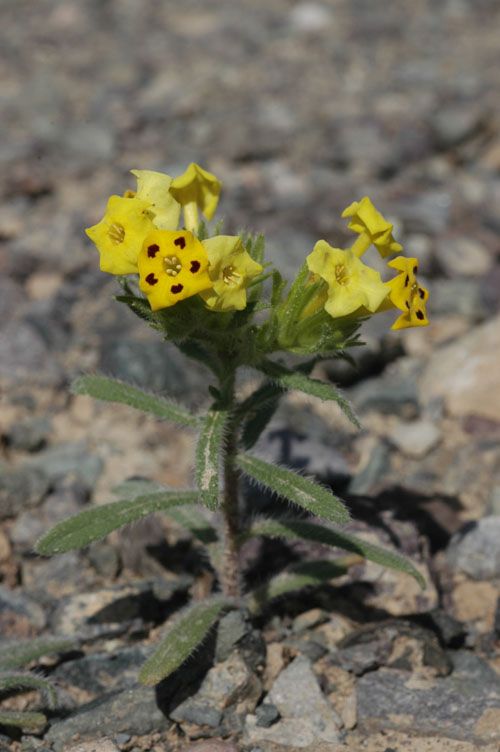 Image of Arnebia guttata specimen.