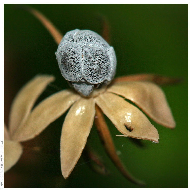 Изображение особи Trientalis europaea.