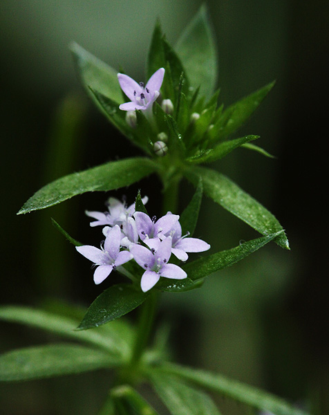 Image of Sherardia arvensis specimen.