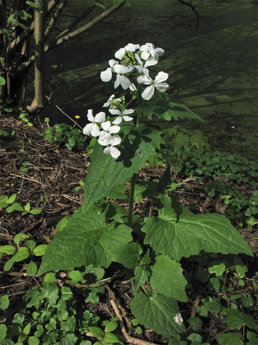 Изображение особи Lunaria annua.