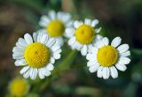 Matricaria recutita