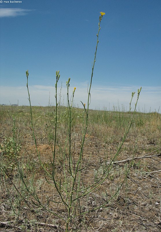 Изображение особи Chondrilla graminea.