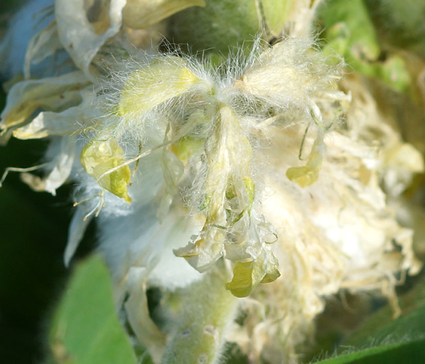 Изображение особи Astragalus sieversianus.