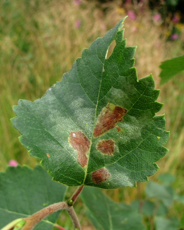 Image of Betula pubescens specimen.