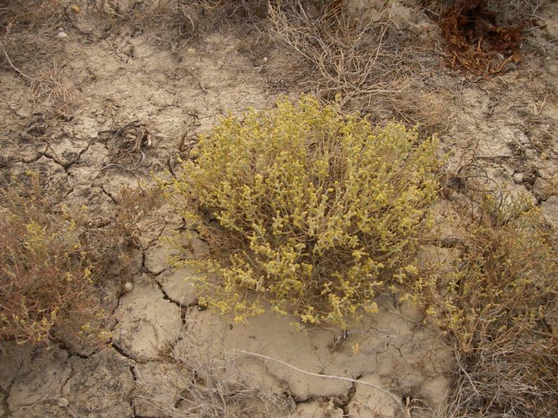 Image of Anabasis salsa specimen.