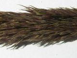 Calamagrostis balkharica