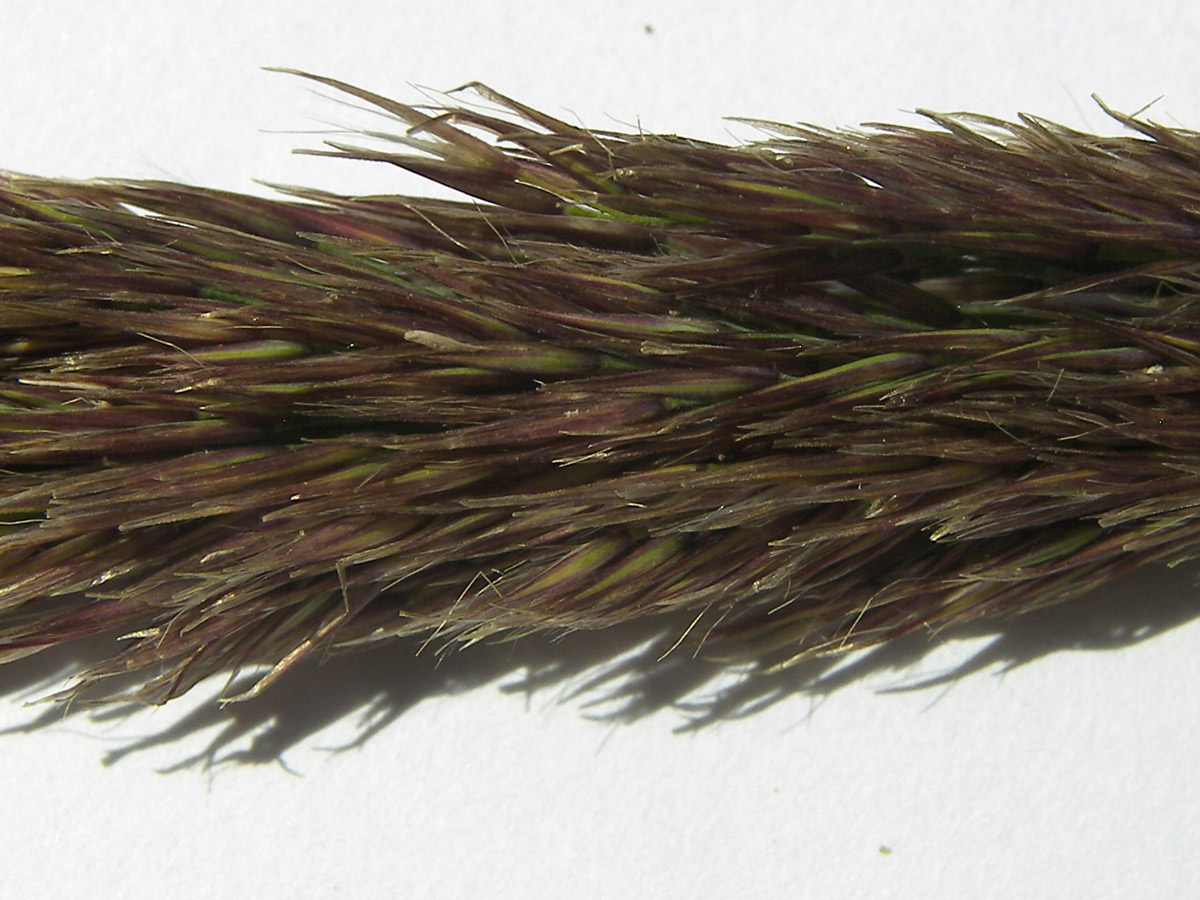 Image of Calamagrostis balkharica specimen.