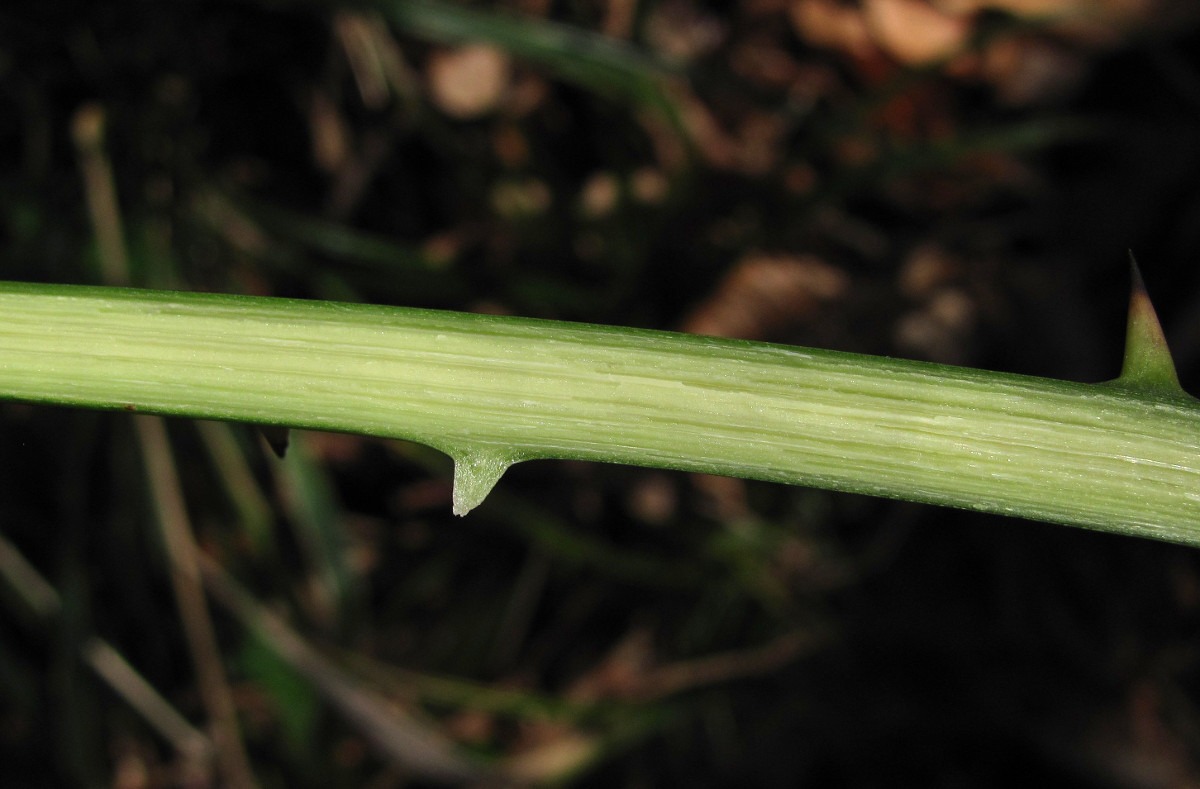 Image of Smilax excelsa specimen.