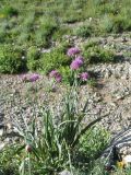 Allium carolinianum