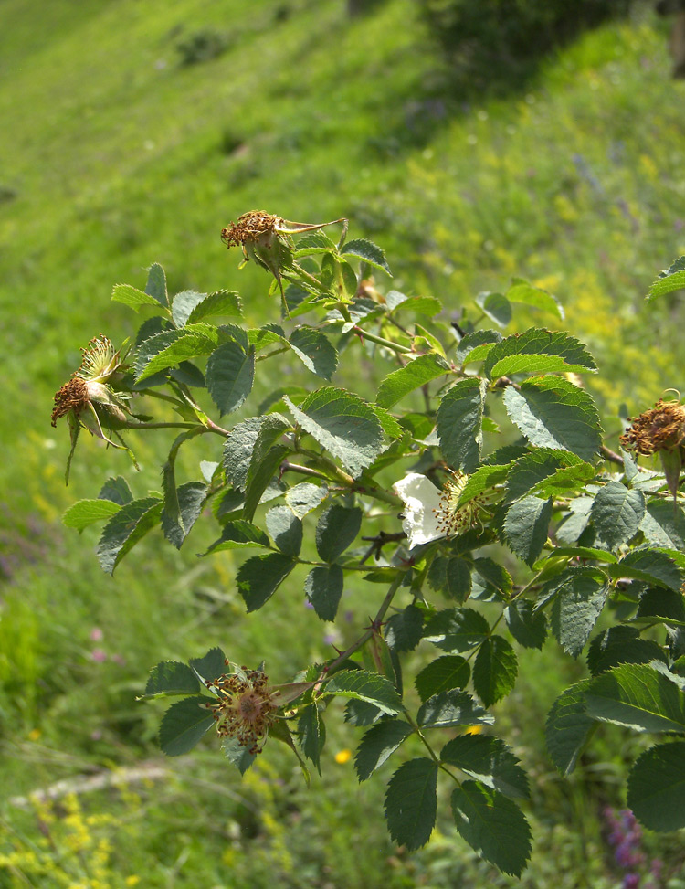 Image of Rosa valentinae specimen.