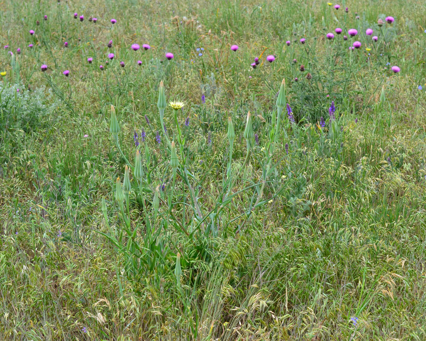 Image of Tragopogon dubius specimen.