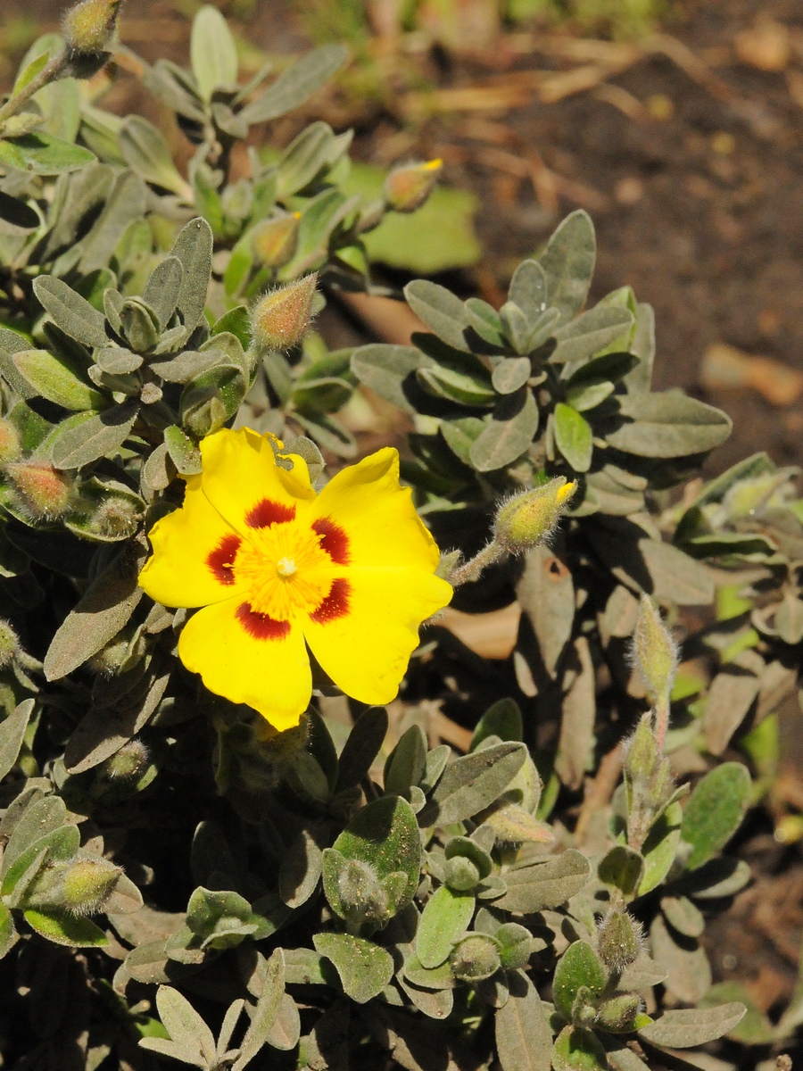 Image of Halimium lasianthum specimen.