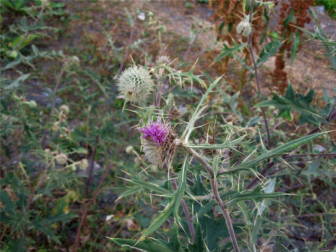 Изображение особи Cirsium abkhasicum.