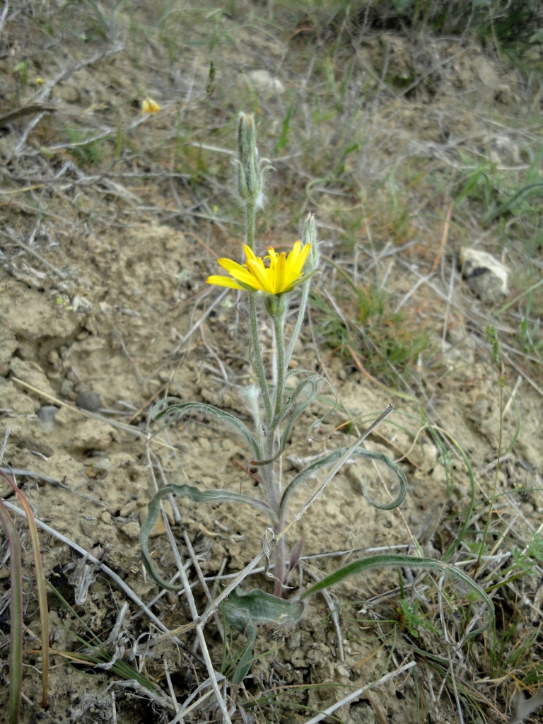 Image of Scorzonera litwinowii specimen.