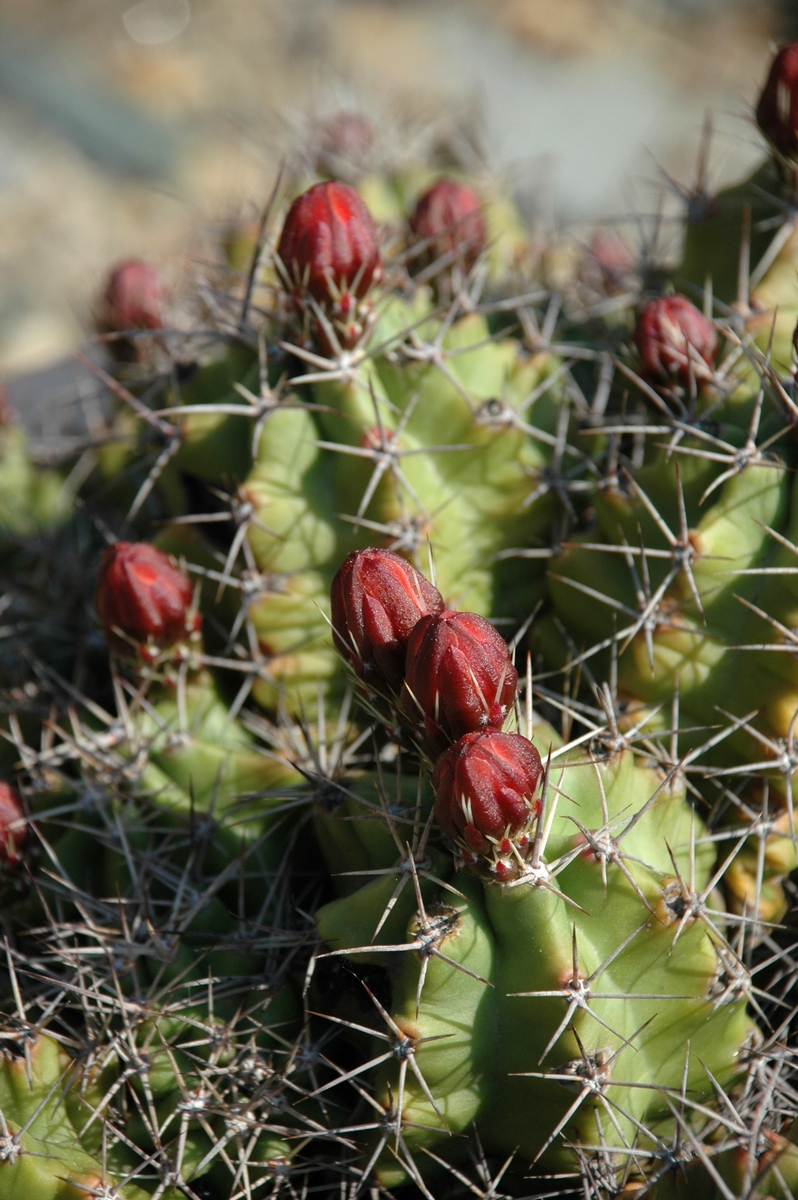 Image of Echinocereus triglochidiatus specimen.