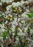 Pedicularis lapponica