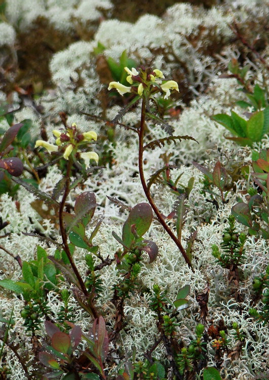 Изображение особи Pedicularis lapponica.