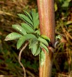 View full-size image Sambucus ebulus