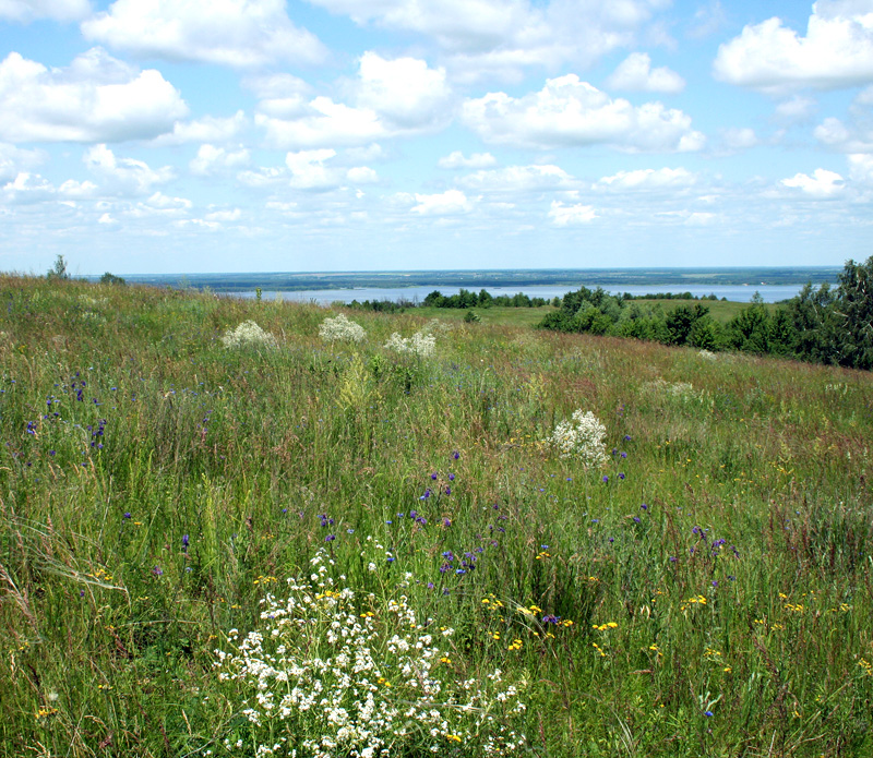 Image of Crambe tataria specimen.