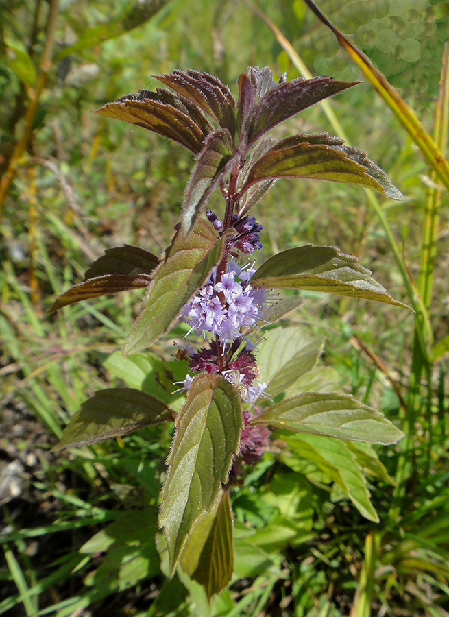 Image of Mentha canadensis specimen.