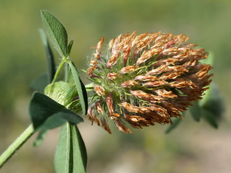 Изображение особи Trifolium pratense.