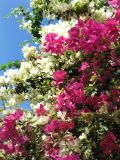 род Bougainvillea. Ветви цветущих растений. Египет, окр. г. Хургада, территория отеля, в озеленении. 18.11.2011.